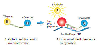 Mechanism of Dual-Labeled Probes