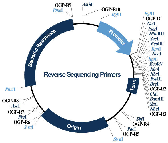 Reverse Sequencing Primers