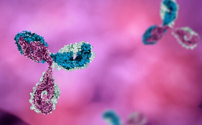 3D Representation of a Monoclonal Antibody Structure A colorful 3D illustration of a monoclonal antibody, highlighting its distinct regions and structure against a soft-focus background.