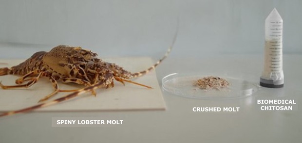 Process showing molted lobster shells collected, crushed, and converted into purified biomedical-grade chitosan powder.