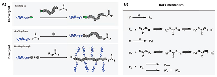 Mechanism of RAFT polymerization