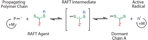 Simplified mechanism of a RAFT polymerization.