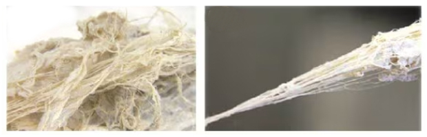 可以从中提取 BNNT 纱线 (b) 的原纤维材料