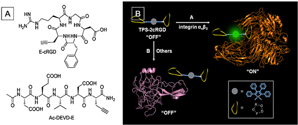 Structure of recognition units for conjugation to Silole-N3
