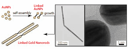 Scheme depicting the synthesis of linked gold nanords (left). TEM images of linked gold nanorods at different magnifications (right).