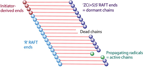 RAFT Polymerization Schematic