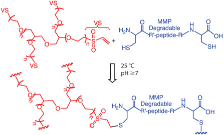 Step-growth hydrogel formation between 4-arm PEG tetra vinyl sulfone and cysteine end functionalized MPP cleavable peptide via Michael addition