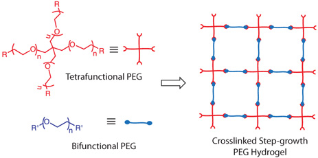 Structures of 4-arm and linear PEG precursors and a schematic illustration of the resulting step-growth hydrogel formed using these PEG macromolecules