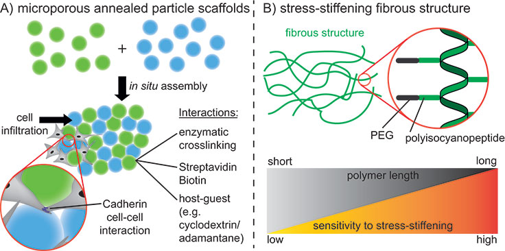 Interconnected microporous annealed particle scaffolds (MAPs)
