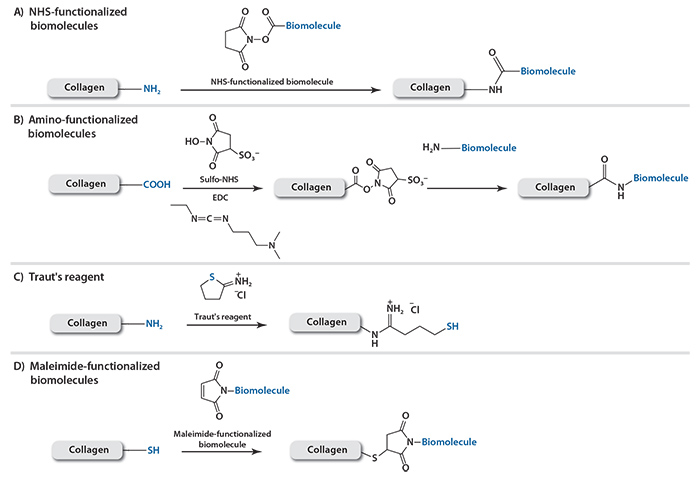 Conjugation methods to functionalize collagen