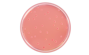 Bile Tolerant Gram Negative Bacteria