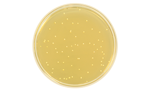 Candida Albicans