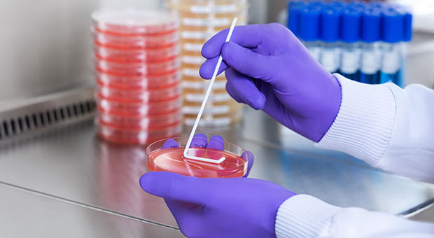 A laboratory technician wearing gloves is using a sterile swab to inoculate a red agar Petri dish