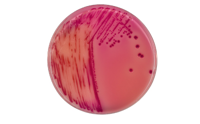Chromocult® Rambach agar media for Salmonella detection