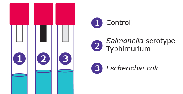 Hydrogen Sulfide Test Strips