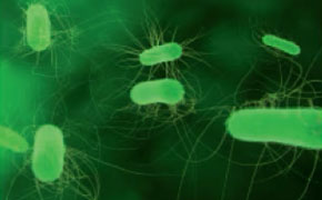 大肠杆菌（E. coli）的显微镜视图。这些细菌呈杆状，在深绿色背景上呈现出荧光绿色。部分大肠杆菌细胞可见鞭毛——纤细的毛发状结构——这些结构有助于细菌移动。