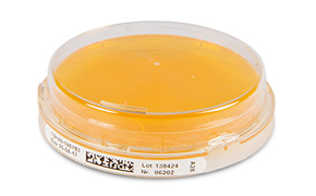 A hand in a blue glove holding a contact plate for environmental monitoring 