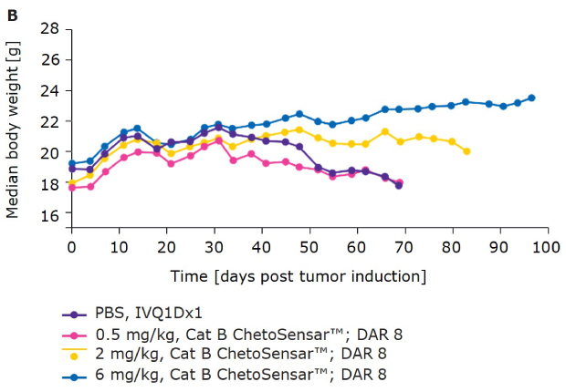 Chart demonstrating that body weight of mice treated with ChetoSensar™-ADC DAR 8 shows good tolerability in-vivo.