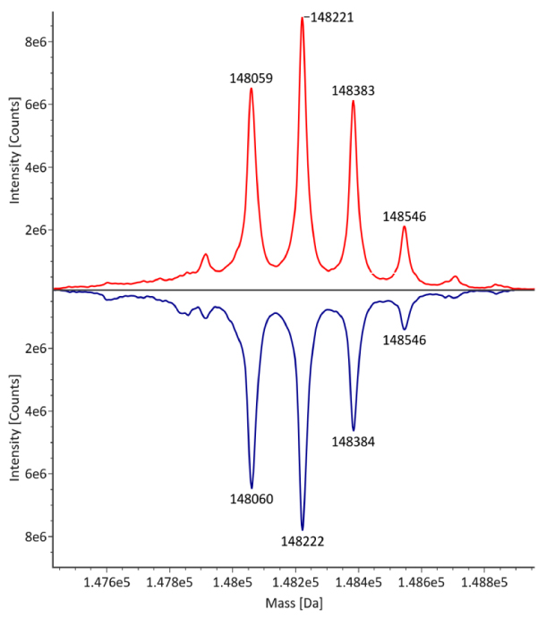 The deconvoluted mass spectra for non-reduced trastuzumab reveals distinct peaks at mass values of 148059, 148221, 148383, and 148546 from left to right. The innovator is depicted by a red curve, and the biosimilar by a blue curve, with intensity measured in counts on the y-axis and observed mass on the x-axis.