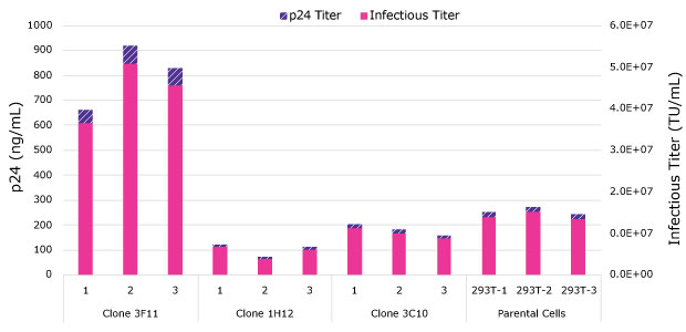 Three clones with improved growth characteristics were screened for lentivirus production. Clone 3F11 demonstrated superior lentivirus titers compared to Clone 1H12, Clone 3C10, and parental HEK293T cells. The p24 titer was above 600 ng/mL compared to the others which all fell under 300 ng/mL