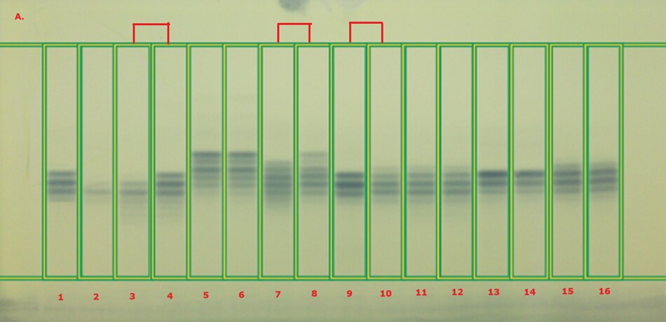 TLC chromatogram of plate A obtained for 16 fixed oils under white light by the TLC Explorer. A thin-layer chromatography (TLC) chromatogram displayed under white light, featuring a series of sixteen tracks arranged horizontally across a light yellow background. Each track is outlined with a green rectangular box, enhancing visibility. The first two tracks show corn oil in track 1 and olive oil in track 2, both exhibiting faint blueish spots. The subsequent odd-numbered tracks represent fixed oil standards, while the even-numbered tracks correspond to their market samples. Notably, tracks 3 and 4 highlight peanut oil, tracks 5 and 6 represent flax seed oil, tracks 7 and 8 indicate borage seed oil, tracks 9 and 10 show cotton seed oil, tracks 11 and 12 depict palm oil, and tracks 13 and 14 illustrate safflower oil, concluding with soybean oil in tracks 15 and 16. Some tracks exhibit deviations, with varying intensities of blue spots that suggest differences between the standards and their corresponding samples.