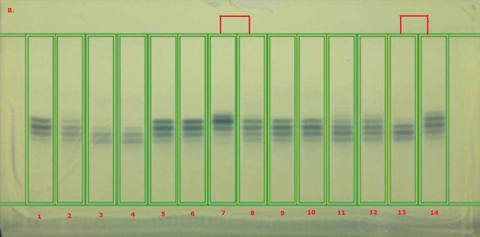 TLC chromatogram of plate B obtained for 16 fixed oils under white light by the TLC Explorer. A thin-layer chromatography (TLC) chromatogram displayed under white light, showcasing sixteen tracks arranged horizontally against a light yellow background. Each track is bordered by a green rectangular box for clarity. The first two tracks contain corn oil in tracks 1 and 2, followed by olive oil in tracks 3 and 4. Tracks 5 and 6 display sunflower oil, tracks 7 and 8 represent evening primrose oil, tracks 9 and 10 indicate sesame oil, tracks 11 and 12 show canola oil, and tracks 13 and 14 illustrate almond oil. The chromatogram reveals several blueish bands of varying intensity, with some tracks marked at the top to highlight observed differences in band patterns between the standards and their corresponding market samples.