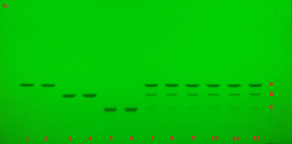 TLC chromatogram for identification of curcuminoid extract prior to derivatization under UV at 254 nm. A thin-layer chromatography (TLC) plate visualized under ultraviolet light at 254 nm, with a bright green fluorescent background. There are twelve lanes labeled with red numbers at the bottom, and three horizontal bands labeled A, B, and C on the right side, also in red. These fluorescent bands represent curcumin (top band A), demethoxycurcumin (middle band B), and bisdemethoxycurcumin (bottom band C). The sample bands appear as dark green to black spots against the green background, indicating the absorption of UV light by the analytes. The bands are well-aligned across lanes, representing the separation of three different compounds.
