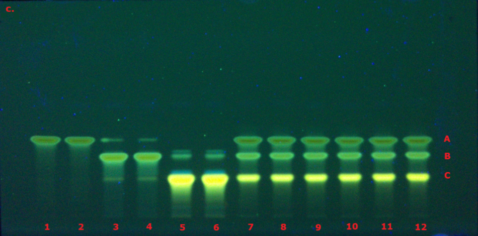 TLC chromatogram for identification of curcuminoid extract prior to derivatization under UV at 366 nm. A TLC plate visualized under ultraviolet light at 366 nm, with a dark blue-green background. The twelve lanes are labeled in red at the bottom, with the same A, B, and C identifiers on the right. Three distinct bands appear in each lane, glowing in bright yellow with greenish halos. These fluorescent bands represent curcumin (top band A), demethoxycurcumin (middle band B), and bisdemethoxycurcumin (bottom band C). The strong yellow fluorescence of the bands against the dark background provides a clear contrast that highlights the successful separation and identification of the curcuminoids.