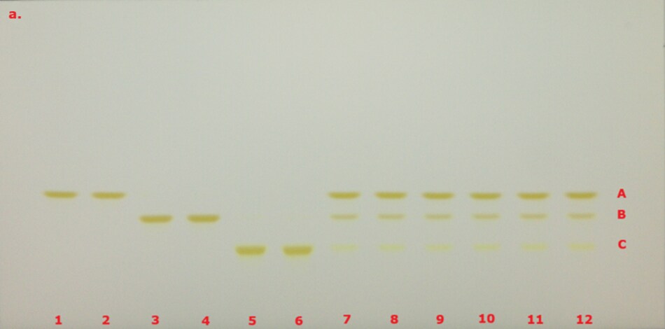 TLC chromatogram for identification of curcuminoid extract prior to derivatization under VIS. A thin-layer chromatography (TLC) plate with twelve sample lanes labeled 1 through 12 in red at the bottom. Each lane shows three horizontal bands of yellowish spots at varying heights, labeled A, B, and C on the right side in red. These fluorescent bands represent curcumin (top band A), demethoxycurcumin (middle band B), and bisdemethoxycurcumin (bottom band C). These bands represent separated components of the samples applied to the plate. The bands are clearly resolved and appear in consistent positions across lanes 7 to 12, indicating reproducible separation, while lanes 1 to 6 show varied band positions and intensities. The plate background is a light, neutral color, and the overall contrast highlights the separated spots effectively.
