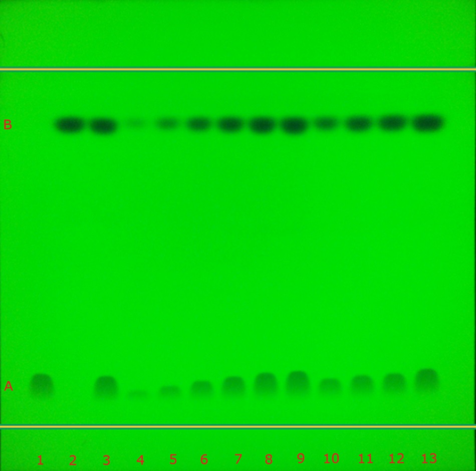 TLC chromatogram demonstrating the identification studies (track 1-3), calibration studies (tracks 4-9), test sample (10) and recovery studies (tracks 11-13) of atenolol (A) and chlorthalidone (B) in tablets under UV 254 nm by the TLC Explorer. A thin-layer chromatography (TLC) plate viewed under 254 nm UV light, displaying two distinct horizontal bands labeled A and B. Band A, appearing as faint dark green spots at the lower part of the plate, corresponds to atenolol, while band B, appearing as sharp dark green or black spots higher on the plate, corresponds to chlorthalidone. Thirteen tracks are visible, marked numerically from 1 to 13 along the bottom edge in red, representing identification standards, calibration samples, a test sample, and recovery studies. The intensities of the bands vary across the tracks, with calibration tracks showing a gradient in spot intensity for both compounds.
