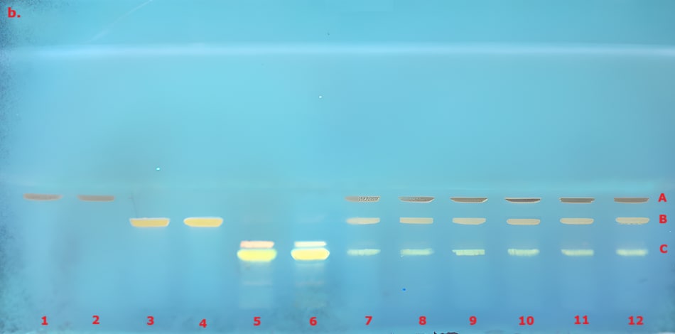 TLC chromatogram for identification of curcuminoid extract after derivatization under UV at 366 nm. A thin-layer chromatography (TLC) chromatogram under UV light at 366 nm, showcasing a gradient of colors against a pale blue background. The chromatogram features twelve numbered bands, with the first few bands appearing as faint yellowish-orange spots, gradually intensifying in color as you move towards the right. Specifically, band A, representing curcumin, stands out with a bright yellow hue, while band B, demethoxycurcumin, is slightly less vibrant, displaying a lighter shade of yellow. Band C, corresponding to bisdemethoxycurcumin, exhibits a more subdued yellow color. The bands are arranged horizontally, with clear spacing between them, highlighting the distinct separation of the curcuminoid extracts after derivatization.