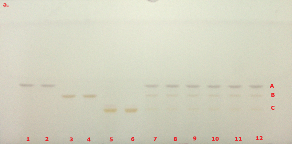 TLC chromatogram for identification of curcuminoid extract post derivatization under vis light. A thin-layer chromatography (TLC) plate photographed under visible light following derivatization of curcuminoid compounds. The plate has twelve lanes labeled numerically from 1 to 12 in red at the bottom, and three horizontal bands labeled A, B, and C along the right margin, also in red. Faint spots in light brown and beige tones are visible across the lanes, indicating the presence of three curcuminoid compounds. Band A, appearing in the highest position on the plate, represents curcumin; Band B in the middle represents demethoxycurcumin; and Band C at the bottom corresponds to bisdemethoxycurcumin. The spots are more pronounced in lanes 1 and 2 and gradually become fainter in lower concentrations across the remaining lanes.