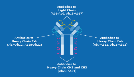 Distribution of the 34 antibodies in the Antibody Array