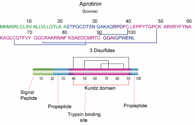 Aprotinin is a single peptide chain with three disulfide bonds