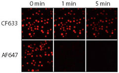 Relative photostability of CF633 and Alexa Fluor 647 (AF647) goat anti-mouse conjugates