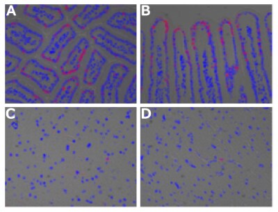Labelling of DNA in vivo inside of a model mouse utilizing EdU Four microscopy panels labeled A through D, displaying tissue sections from a model mouse with labeled DNA. In panels A and B, the small intestine is shown with clear structural details; panel A presents a cross-section of the intestinal villi, forming distinct circular and oval patterns, while panel B shows a longitudinal section with elongated villi extending vertically. In both panels, fluorescent signals are visible outlining the cellular structures, with strong labeling localized near the outer edge of the villi, indicating active DNA synthesis in those regions. Panels C and D depict sections of mouse brain tissue, characterized by a more dispersed arrangement of cells. Fluorescent labeling is less intense and appears as scattered individual spots, suggesting fewer proliferating cells in the brain compared to the intestine. Throughout all panels, nuclei are counterstained and visible as prominent rounded shapes, while labeled DNA appears as punctate or ring-like fluorescence localized to specific cells or areas.