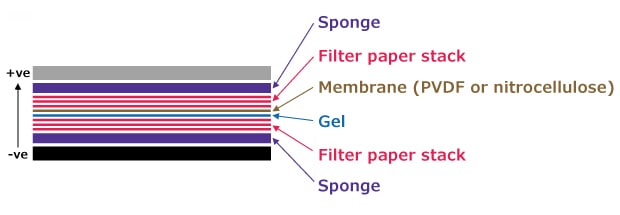Layered components of a Western blot setup showing from top to bottom positive electrode, sponge, filter papers, membrane, gel, filter papers, sponge and negative electrode