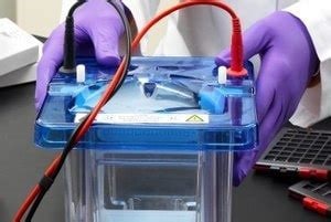 Close-up view of gloved hands holding a blue-lidded gel electrophoresis apparatus with clear tank and wires connected