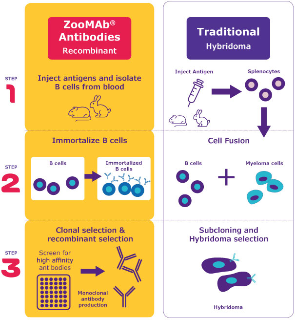 Infographic comparing traditional hybridoma technology with ZooMAb™ technology. The left side illustrates the traditional method, showing steps to inject an antigen, isolate splenocytes, fuse B cells with myeloma cells, and select hybridomas, highlighting limited species use. The right side outlines ZooMAb™ technology, detailing steps to isolate B cells from blood, immortalize them, and perform clonal selection for high affinity antibodies, emphasizing its robust and recombinant nature with multiple species potential.