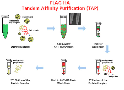 FLAG HA Tandem affinity purification (TAP)