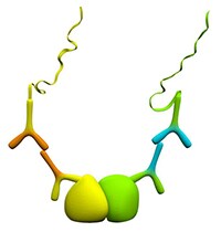 蛋白质相互作用