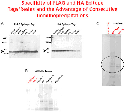 Specificity of FLAG and HA Epitope Tags/Resins