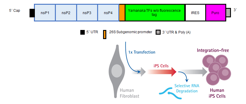 Human iPS cells can be genereated with a single transfection