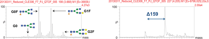 Deconvoluted MS spectra of Code H HC and LC.