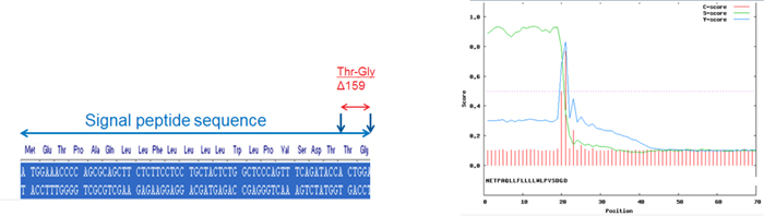 Engineering of Signal Peptide for Correct Processing