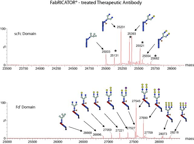 fabricator-specificity-ms Cleavage of a therapeutic antibody