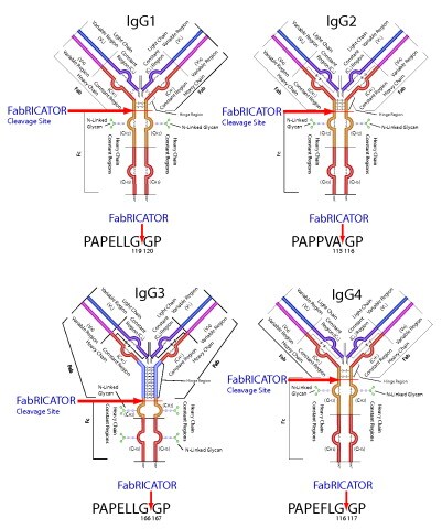 genovis-fabricator-specificity FabRICATOR cleaves IgG isotypes