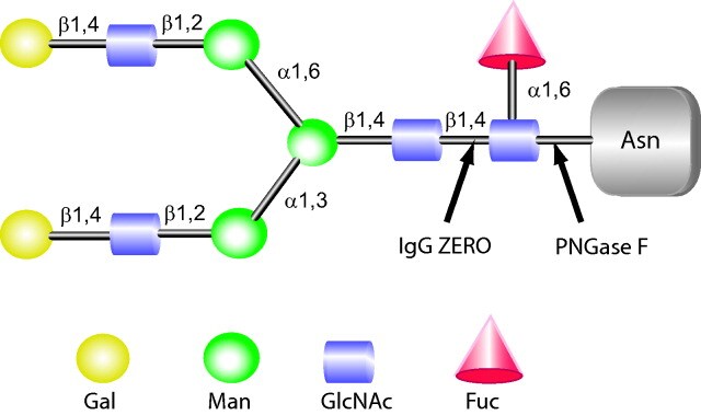 genovis-ig-gzero-specificity Cleavage sites of IgGZERO and PNGase F