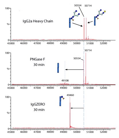iggzeroms-l IgGZERO shows specific endoglycosidase activity