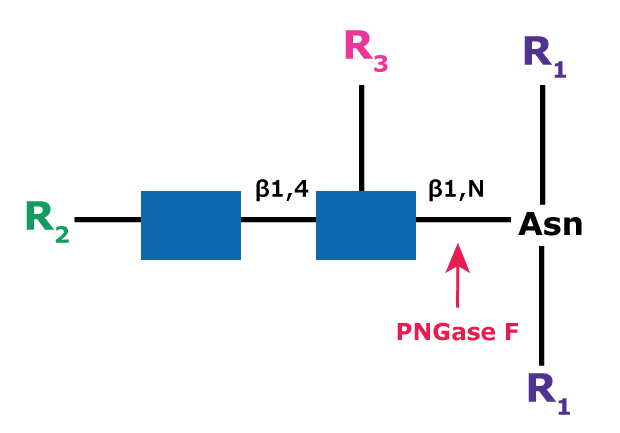 Diagram showing the cleavage site and structural requirements for PNGase F (N-Glycosidase F) from asparagine-linked oligosaccharides.